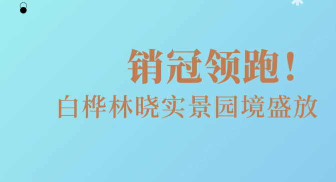 127套销冠领跑！白桦林晓实景盛放